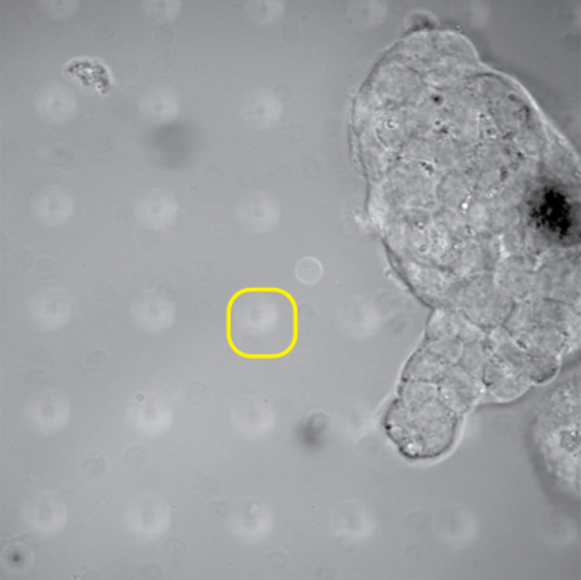 Cells